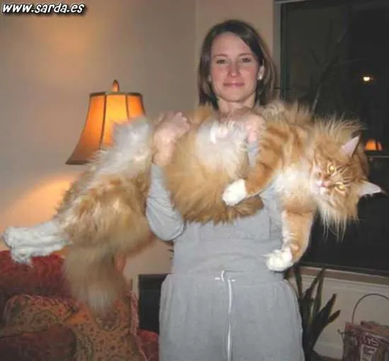el-gato-mas-grande-del-mundo | Las Crónicas del Monja