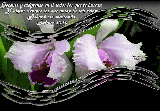 Él también lloró: Tarjetas cristianas para la mujer