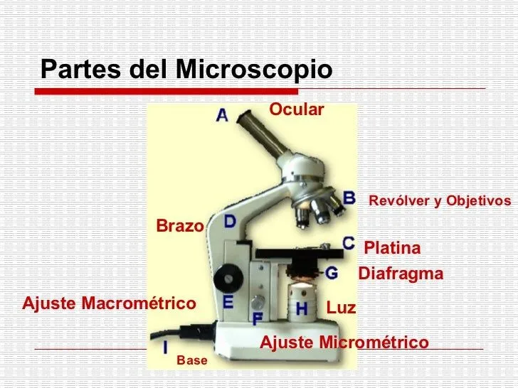 el-microscopio-8-728.jpg?cb= ...