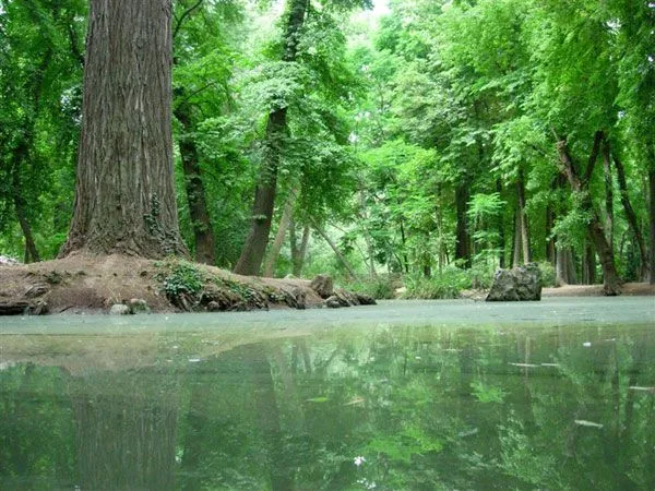 Cómo se formaron los Bosques? |