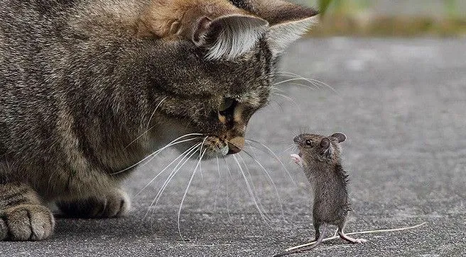 El-raton-y-el-gato1.jpg