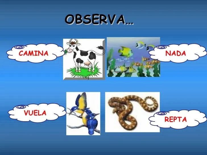 El Reino Animal