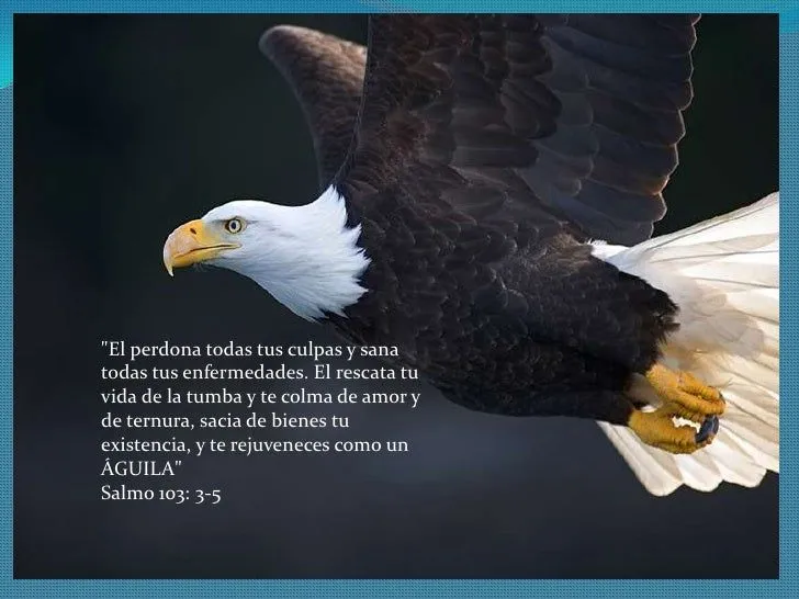 el-secreto-d-las-aguilas-8-728 ...