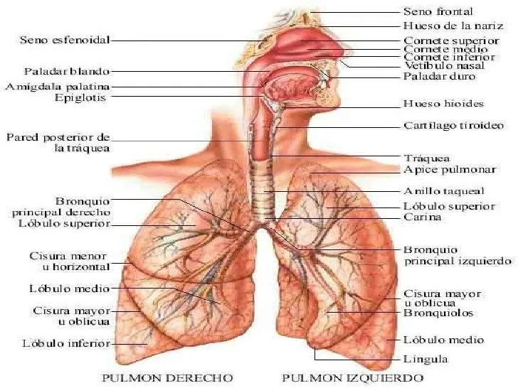 el-sistema-respiratorio- ...