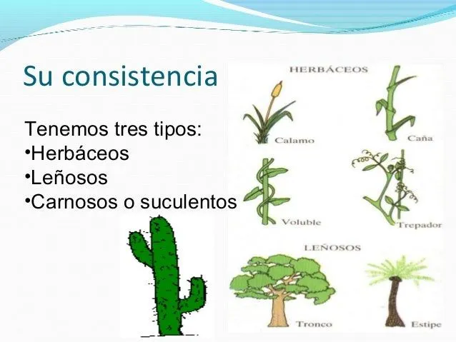 el-tallo-8-638.jpg?cb=1406048236
