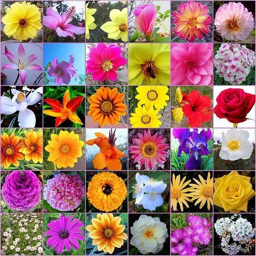 Un elaborado placebo llamado Flores de Bach | La Ciencia y sus ... Un elaborado placebo llamado Flores de Bach | La Ciencia y sus ...