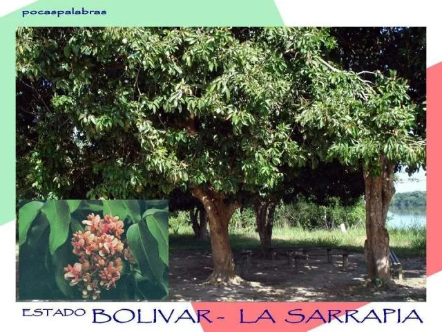 Elambiente.ron: Arboles emblematicos en Venezuela, conoces el de ... Elambiente.ron: Arboles emblematicos en Venezuela, conoces el de ...