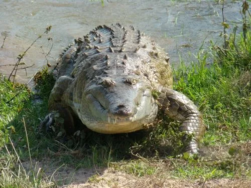 Elambiente.ron: El Caimán del Orinoco en peligro de extinción