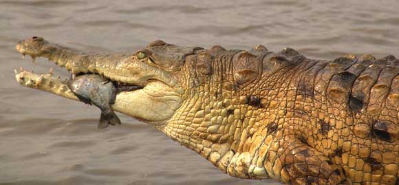 Elambiente.ron: El Caimán del Orinoco en peligro de extinción Elambiente.ron: El Caimán del Orinoco en peligro de extinción