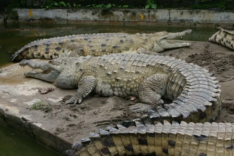 Elambiente.ron: El Caimán del Orinoco en peligro de extinción