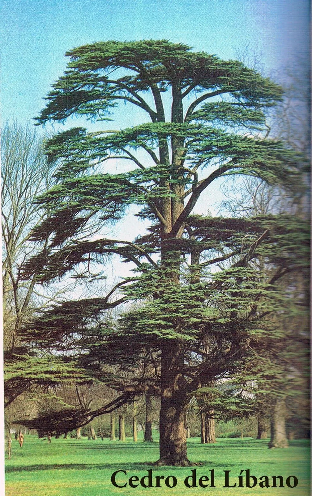 elarbolmiamigo-encinarosa: Cedros / Cedrus del Atlas. var. glauca ...