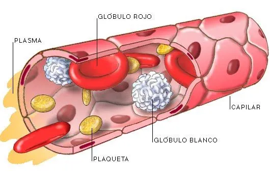 elblogdetercero: EL APARATO CIRCULATORIO