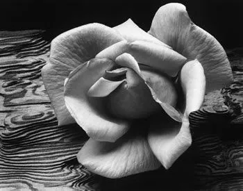 elCaballeteRosa.com: Conociendo al Artista: Ansel Adams elCaballeteRosa.com: Conociendo al Artista: Ansel Adams