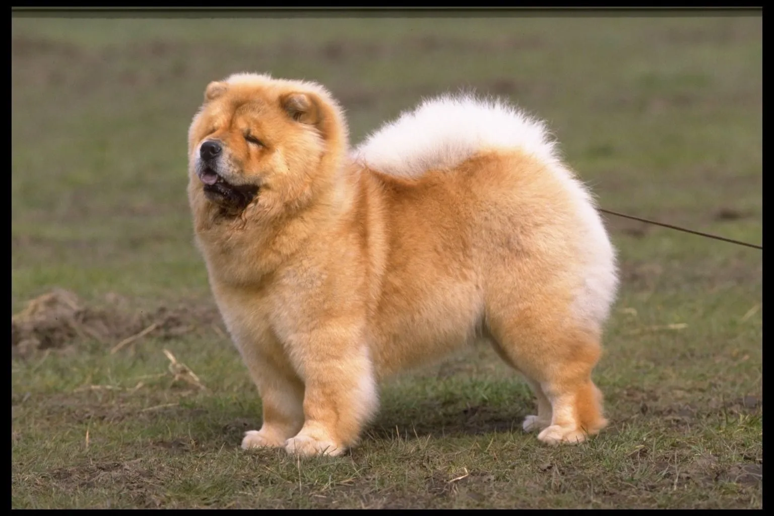 Color | ElChowChow.