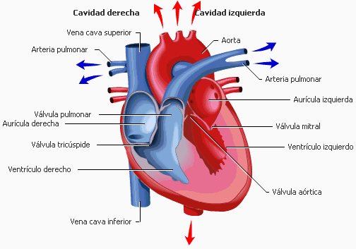 Electrocardiograma (página ) - Monografias.com