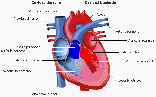 Electrocardiograma (página ) - Monografias.com