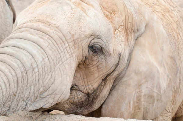 Elefante de cara perfil — Foto stock © acongar #61319481