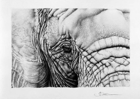 Elefante grande A3 11 x 16 arte dibujo a lápiz por IleanaHunter Elefante grande A3 11 x 16 arte dibujo a lápiz por IleanaHunter