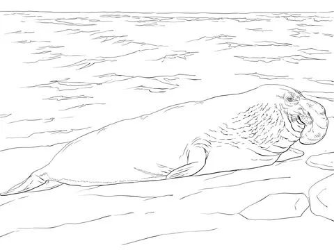 Elefante marino a riva - Disegni da Colorare Gratis Elefante marino a riva - Disegni da Colorare Gratis