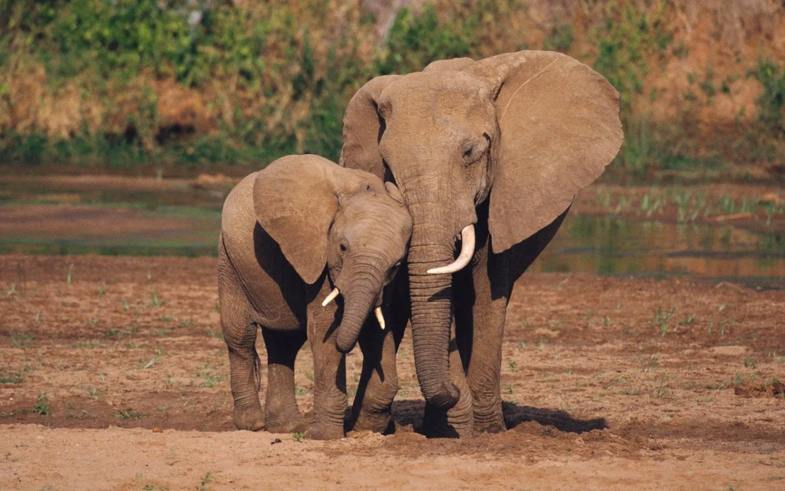 Elefante tierno imagenes - Imagui