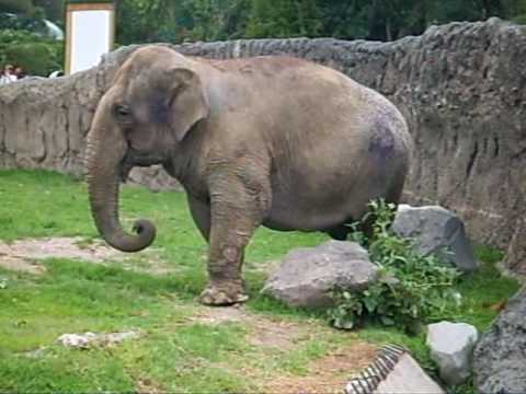 ELEFANTE ZOOLOGICO DE CHAPULTEPEC - YouTube ELEFANTE ZOOLOGICO DE CHAPULTEPEC - YouTube