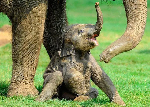 Elefantes tiernos Imagenes y Fotos | Imagenes Tiernas | Fotos ... Elefantes tiernos Imagenes y Fotos | Imagenes Tiernas | Fotos ...