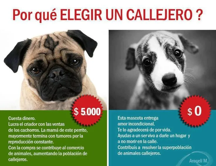 Por qué elegir un perro callejero? | dogs ❤ | Pinterest