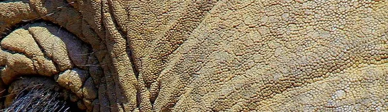 Elementos visuales del Lenguaje Visual. Las Texturas. - El Blog de ...