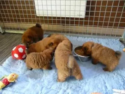 Elevage chow chow LOF Smoothie's. Chiots Chow Chow toutes couleurs ...