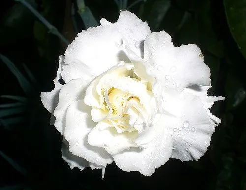 eligelavida: junio 2011