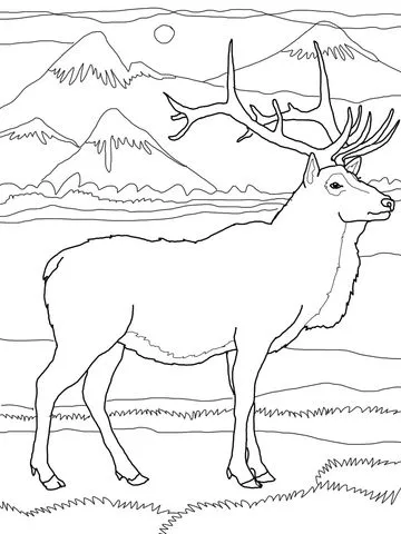 Elk or Wapiti coloring page | Super Coloring Elk or Wapiti coloring page | Super Coloring
