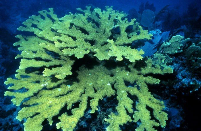 Elkhorn coral - Wikipedia, the free encyclopedia Elkhorn coral - Wikipedia, the free encyclopedia