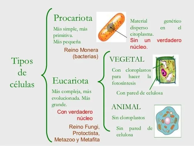 T ema2. microorganismos y la célula