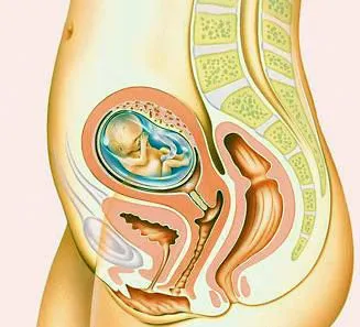 ... 14 Semanas ~ El Bebe de Mama - Embarazo, Parto, Lactancia, Bebe, Salud ... 14 Semanas ~ El Bebe de Mama - Embarazo, Parto, Lactancia, Bebe, Salud