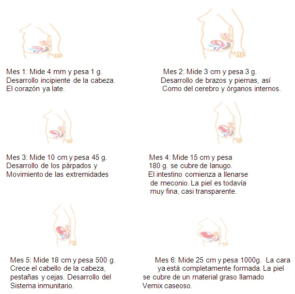 El embarazo en adolescentes - Monografias.com El embarazo en adolescentes - Monografias.com