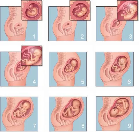 Embarazo on Pinterest | Salud, Its A Boy and Primers Embarazo on Pinterest | Salud, Its A Boy and Primers