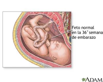 Embarazo semana a semana: 36. Embarazo semana a semana. Treinta y ...