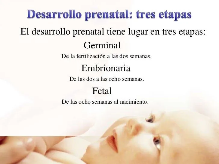 embarazo-y-desarrollo-pre- ...