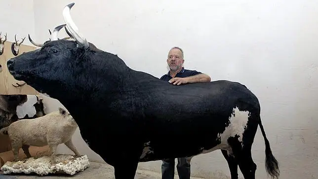 La última embestida de «Ratón», el toro asesino - ABC.es