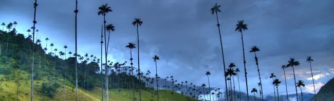 Emblemas y Simbolos de Colombia - Arbol Nacional Palma de Cera del ... Emblemas y Simbolos de Colombia - Arbol Nacional Palma de Cera del ...