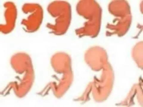 Embriogénesis-百里挑一网