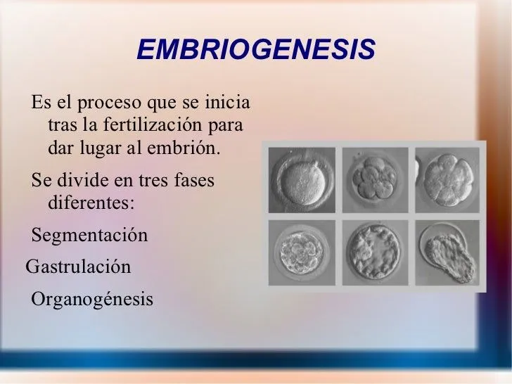 embriogenesis-humana-2-3-728. ...