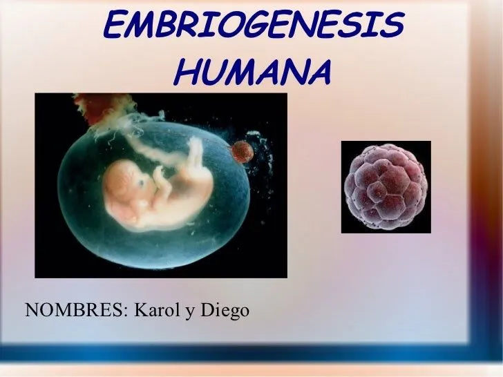 Embriogenesis humana 2