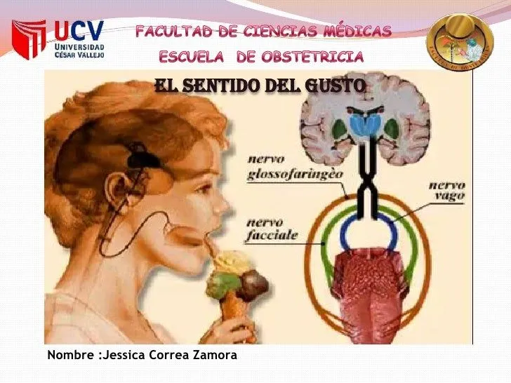 Embriologia Sentido del Gusto