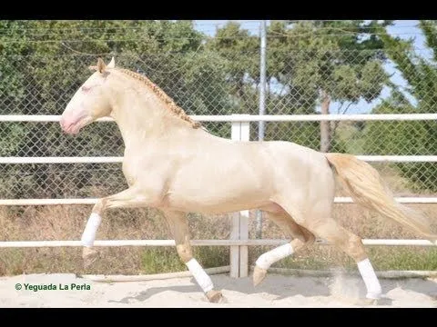 EMBRUJO - CABALLO LUSITANO - Golden Horse - Caballo Dorado - YouTube EMBRUJO - CABALLO LUSITANO - Golden Horse - Caballo Dorado - YouTube
