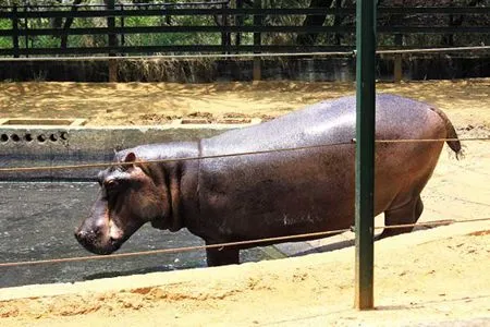 En emergencia los animales del Zoológico Metropolitano del Zulia ...