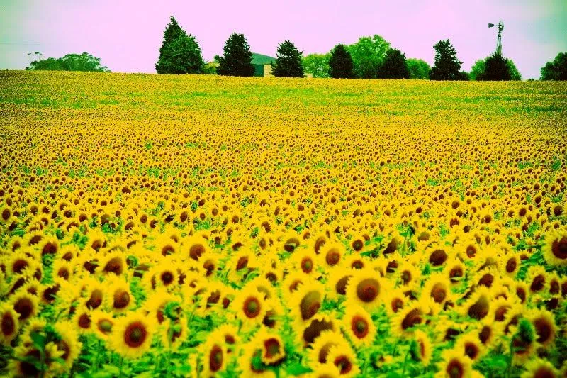 Campos de girasoles - Imagui