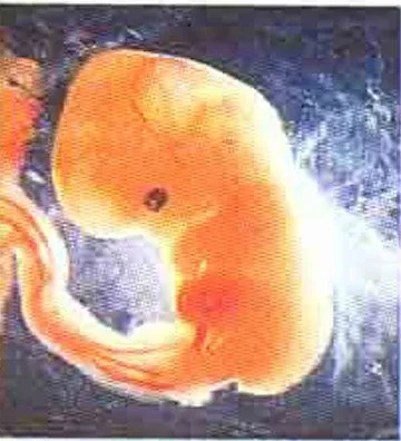 Cómo empieza la vida Cómo empieza la vida