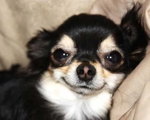 Empire of the Chihuahua: Fun With Your Little Dog Empire of the Chihuahua: Fun With Your Little Dog