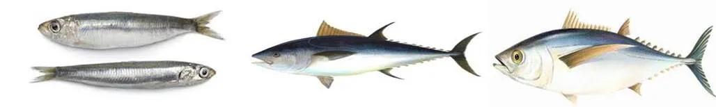 EMPRESA PANTA E HIJOS S.A.C: ¿Qué peces hay en el mar peruano? EMPRESA PANTA E HIJOS S.A.C: ¿Qué peces hay en el mar peruano?